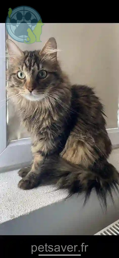 Chat Perdu 68 Haut-Rhin - Twister Chat Perdu 68 Haut-Rhin - Twister