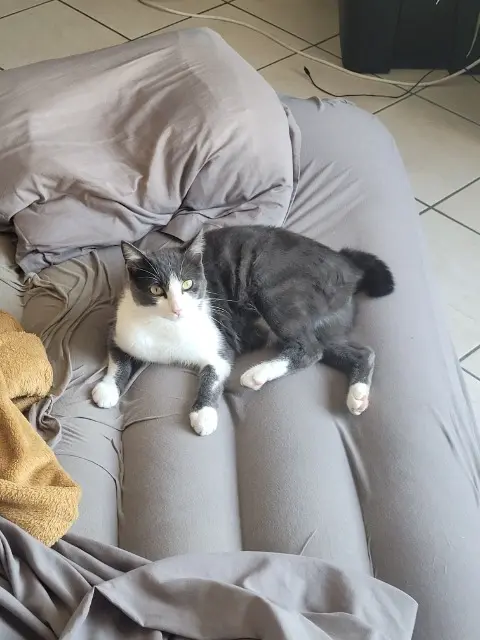 chat lost   68320 Durrenentzen Twix