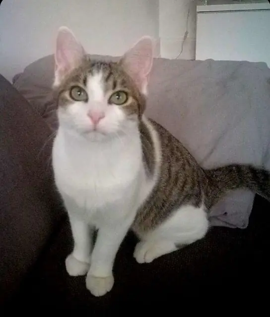 chat lost   68270 Wittenheim Twix