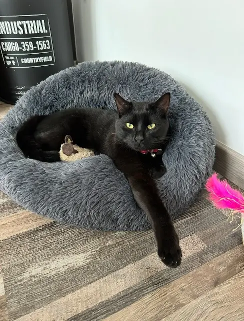 chat lost   68140 Munster Tyson