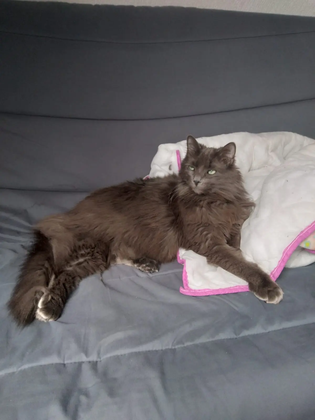 Chat Perdu 68 Haut-Rhin Chat Perdu 68 Haut-Rhin