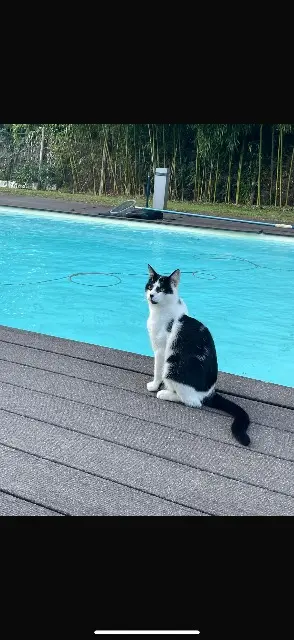 chat lost   68130 Carspach Vegas