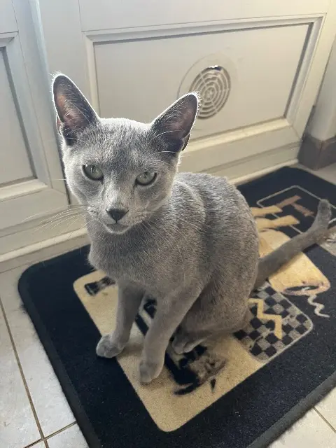 chat lost   68390 Baldersheim Vermeer