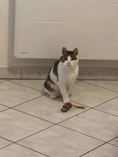 chat lost   68180 Horbourg-Wihr Will