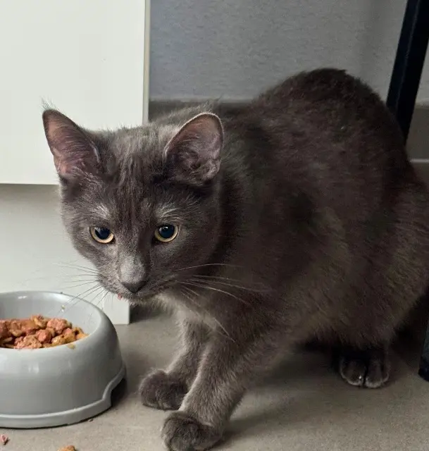 chat lost   68730 Blotzheim Winnie