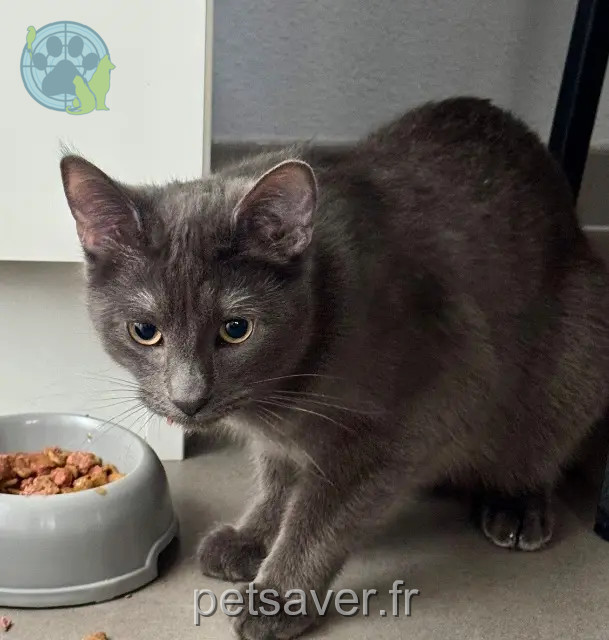 chat perdu 68730 Blotzheim Winnie chat lost 68730 Blotzheim Winnie