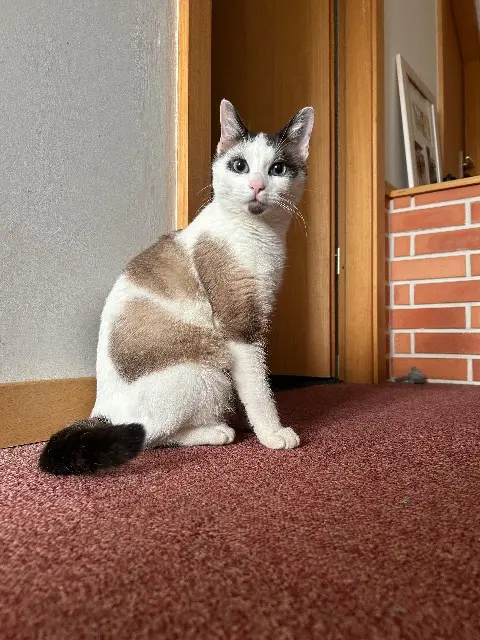 chat lost   68500 Wuenheim Winnie