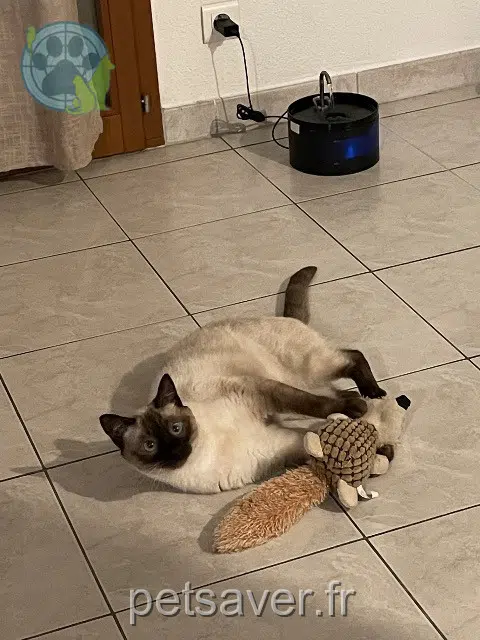 chat lost   68500 Issenheim Winnie