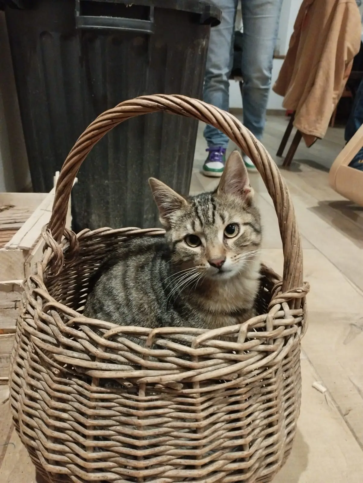 Chat Perdu 68 Haut-Rhin Chat Perdu 68 Haut-Rhin