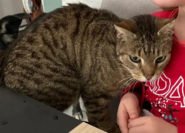 chat lost   68190 Ungersheim Yoshi