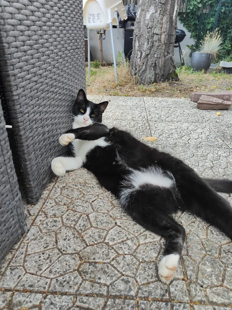 Chat Perdu 68 Haut-Rhin - Yoshi Chat Perdu 68 Haut-Rhin - Yoshi