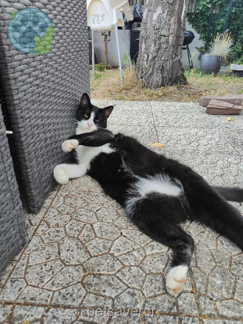 Chat Perdu 68 Haut-Rhin - Yoshi Chat Perdu 68 Haut-Rhin - Yoshi