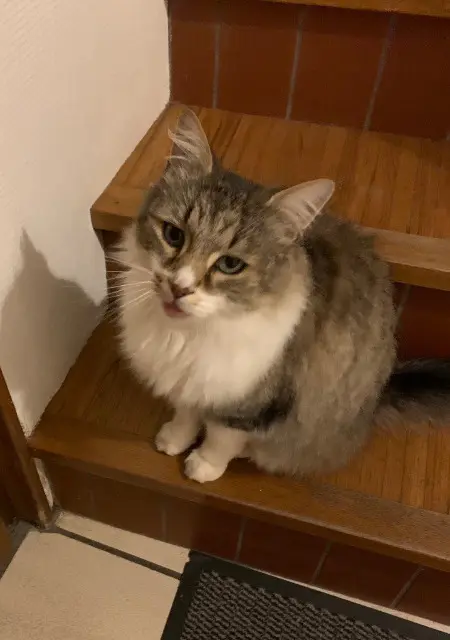chat lost   68000 Colmar Yuki