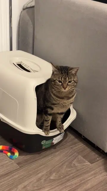 chat lost   68440 Habsheim Zazou