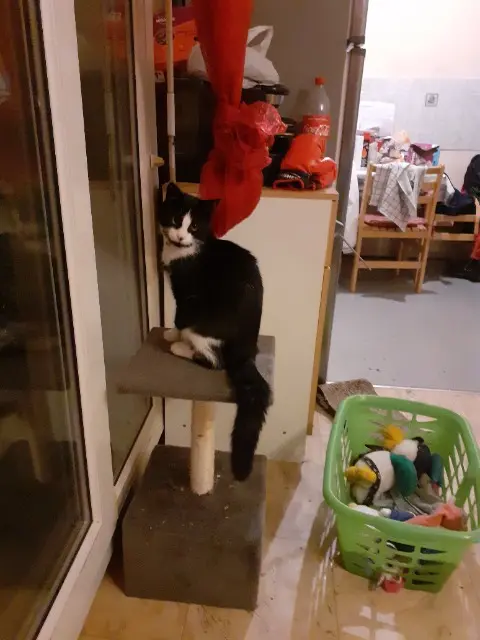 chat lost   68360 Soultz-Haut-Rhin Zebrouille