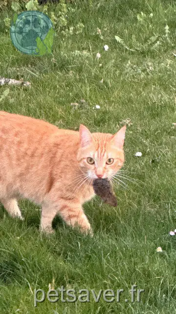 chat lost   68510 Rantzwiller Zeus