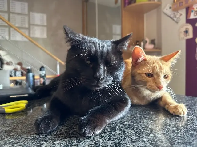 gatto perso 68270 Wittenheim Ziggy gatto lost 68270 Wittenheim Ziggy