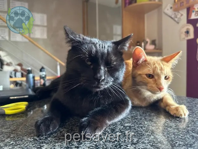 chat perdu 68270 Wittenheim Ziggy chat lost 68270 Wittenheim Ziggy