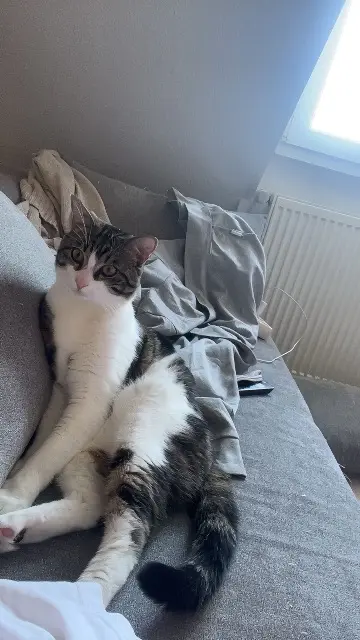 chat lost   68270 Wittenheim Zizou