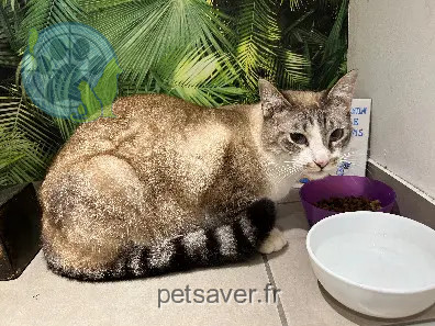 Chat Perdu 68 Haut-Rhin Chat Perdu 68 Haut-Rhin