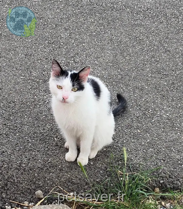 Chat Perdu 69 Rhône - Alpha Chat Perdu 69 Rhône - Alpha