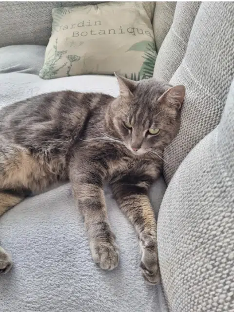 chat lost   69210 Lentilly Aslan