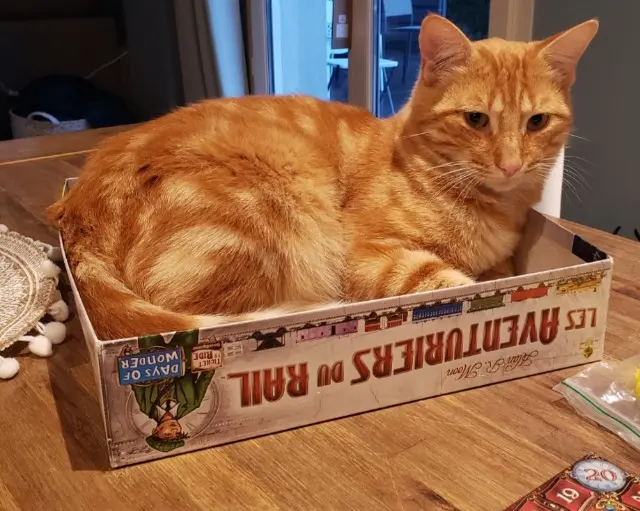 gato perdido 69700 Beauvallon Up gato lost 69700 Beauvallon Up
