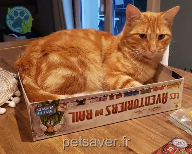 kater vermist 69700 Beauvallon Up kater lost 69700 Beauvallon Up