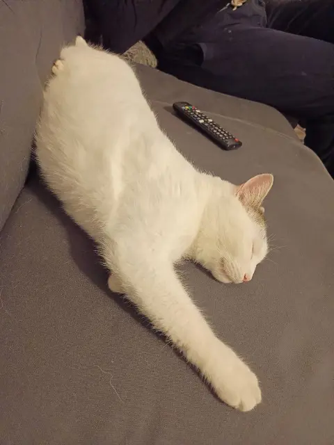 chat lost   69360 Ternay Billy