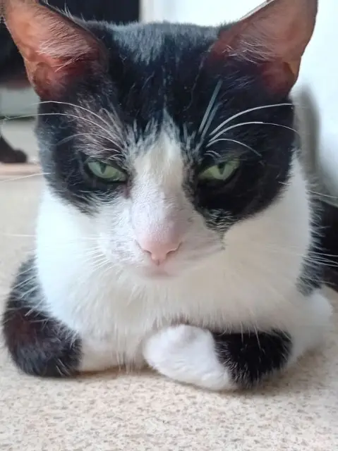 chat lost   69210 L'Arbresle Brindille