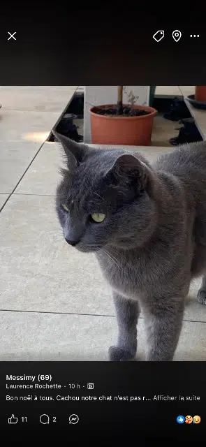 chat lost   69510 Messimy Cachou