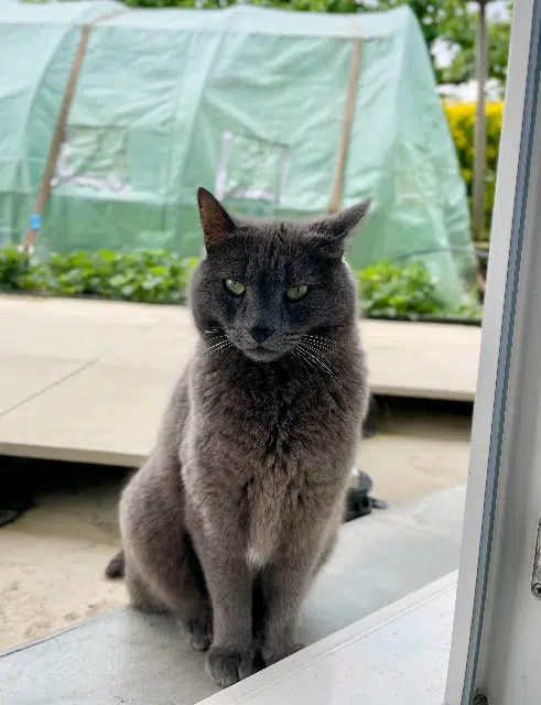 chat lost   69510 Messimy Cachou