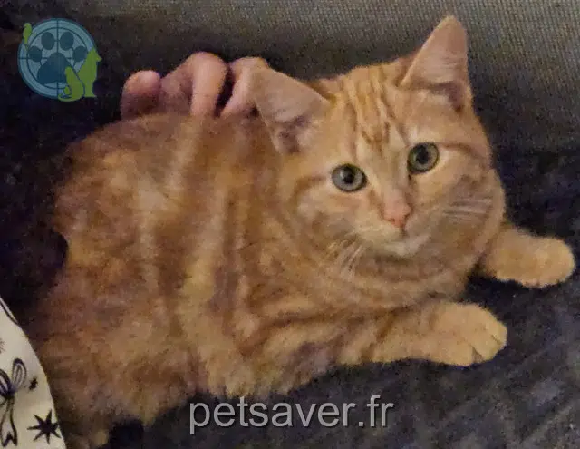 chat lost   69720 Saint-Laurent-de-Mure Caramel