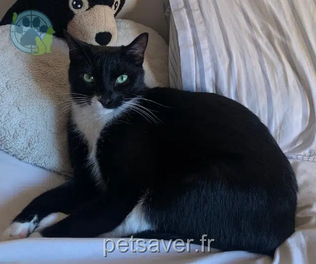 chat lost 69440 Chabanière Sirius