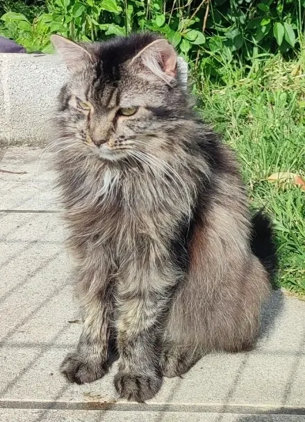gato perdido 69440 Chabanière Winston gato lost 69440 Chabanière Winston