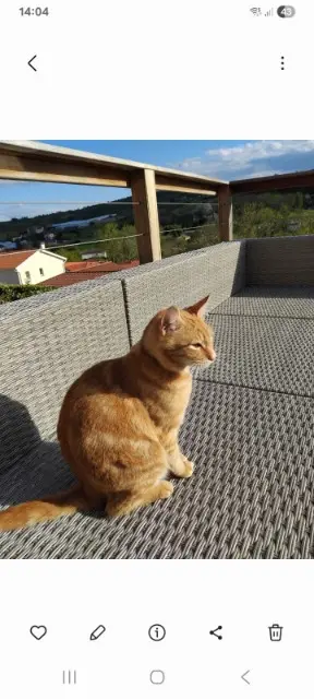 cat lost 69510 Thurins Cookie cat lost 69510 Thurins Cookie