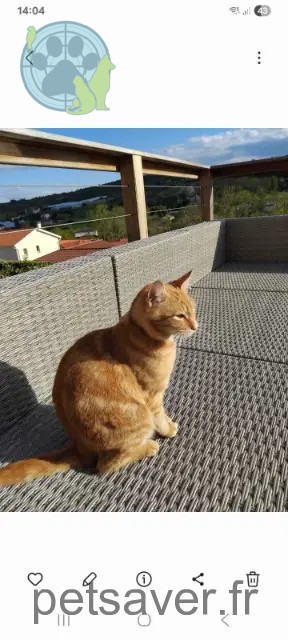 gato perdido 69510 Thurins Cookie gato lost 69510 Thurins Cookie