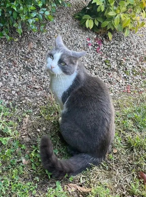 chat lost   69740 Genas Crapule