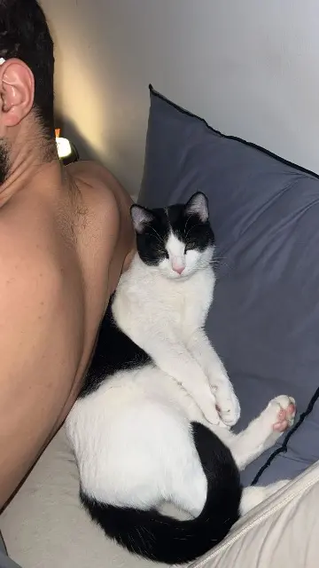 chat lost   69560 Saint-Romain-en-Gal Daya