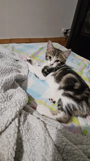 chat lost   69860 Deux-Grosnes Shadow