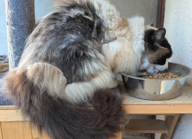 chat lost   69550 Meaux-la-Montagne Dodu