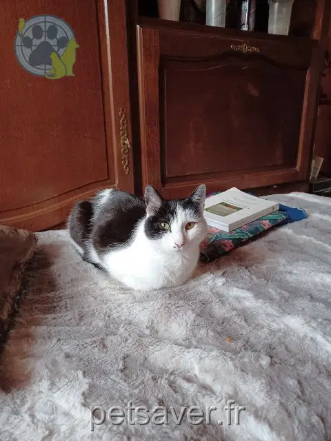 chat lost   69170 Tarare Domino