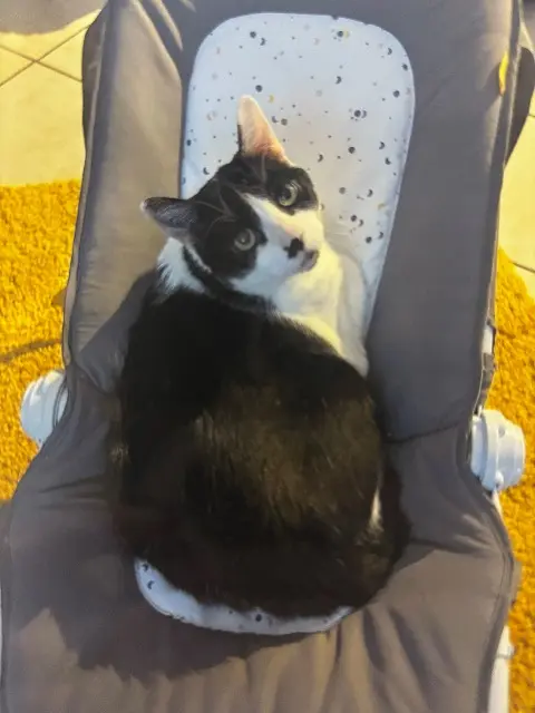 chat lost   69510 Messimy Fifi