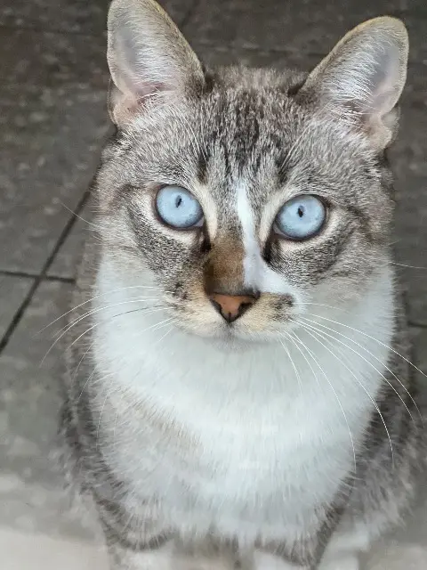 chat lost   69400 Limas Floki