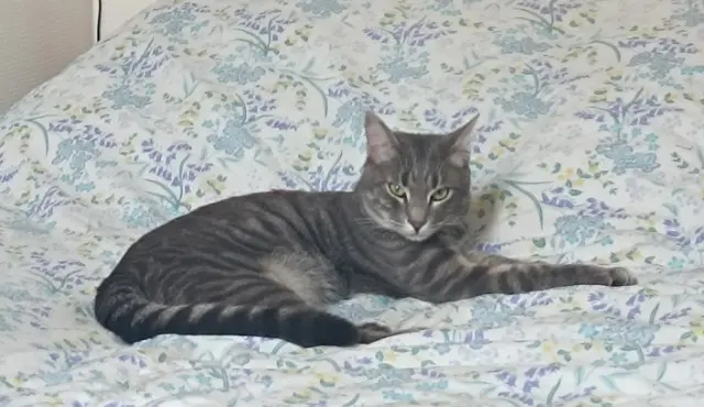 chat lost   69610 Aveize Frederic