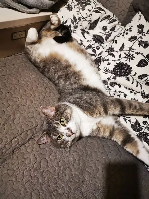 chat lost   69210 Bully Gandalf