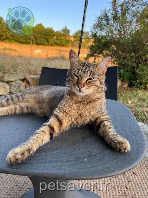 chat lost 69210 Sourcieux-les-Mines Gaston