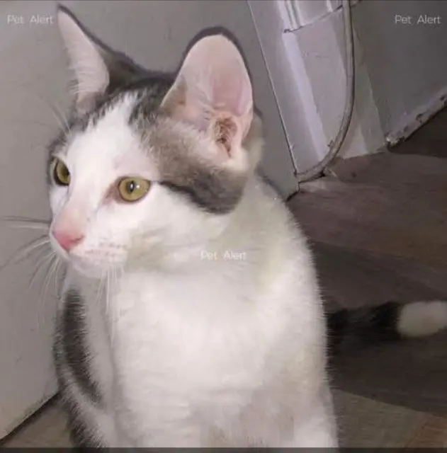 chat lost   69400 Villefranche-sur-Saône GATTE