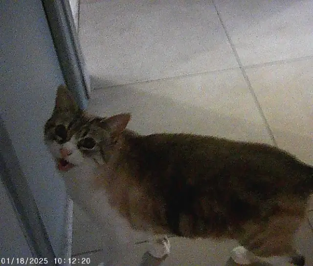 chat lost   69380 Chazay-d'Azergues Get