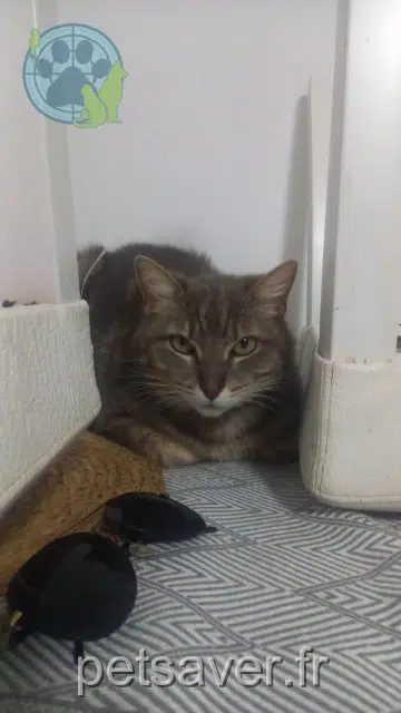 chat lost   69510 Messimy Grisou